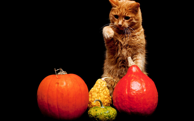 Orange Cat with Pumpkins — Black