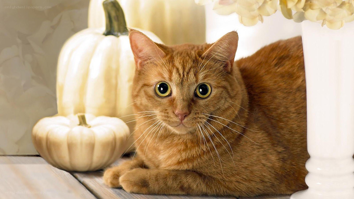 orange cat with pumpkins