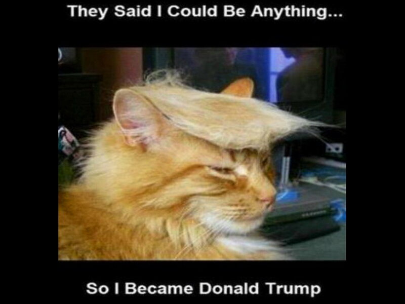 Orange Cat with Styled Hair