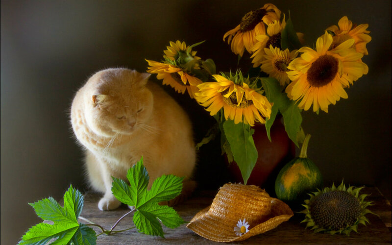 Orange Cat with Sunflowers