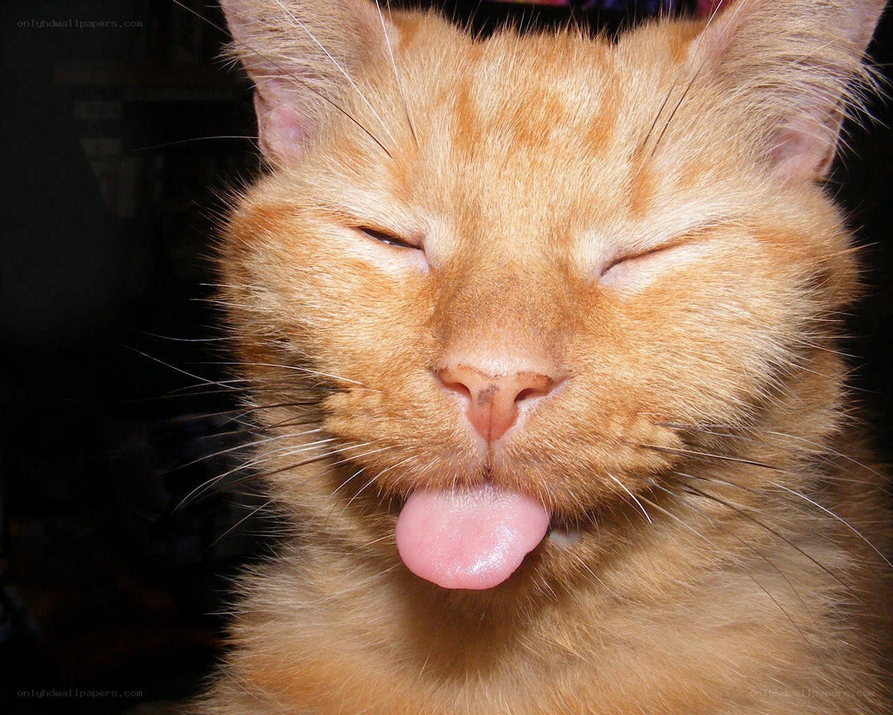 orange cat with tongue out