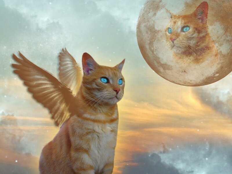 Orange Cat with Wings — Dreamy