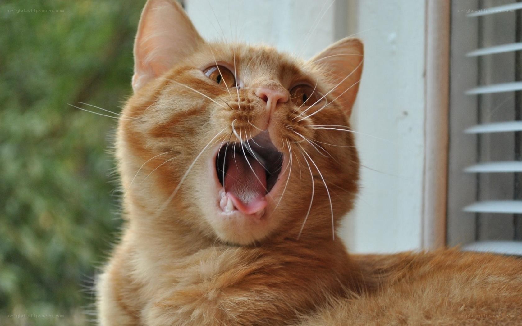 orange cat yawning