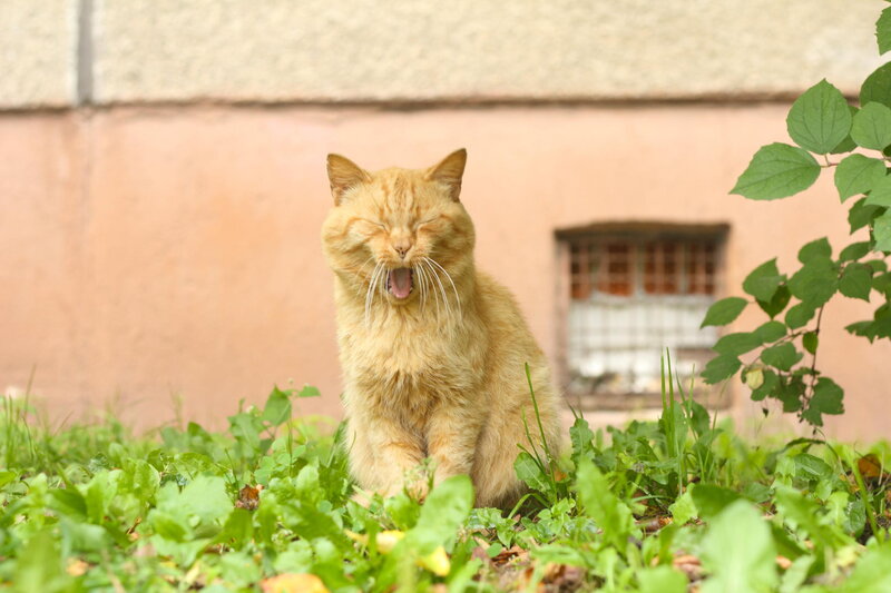 Orange Cat Yawning — Calm, Afternoon
