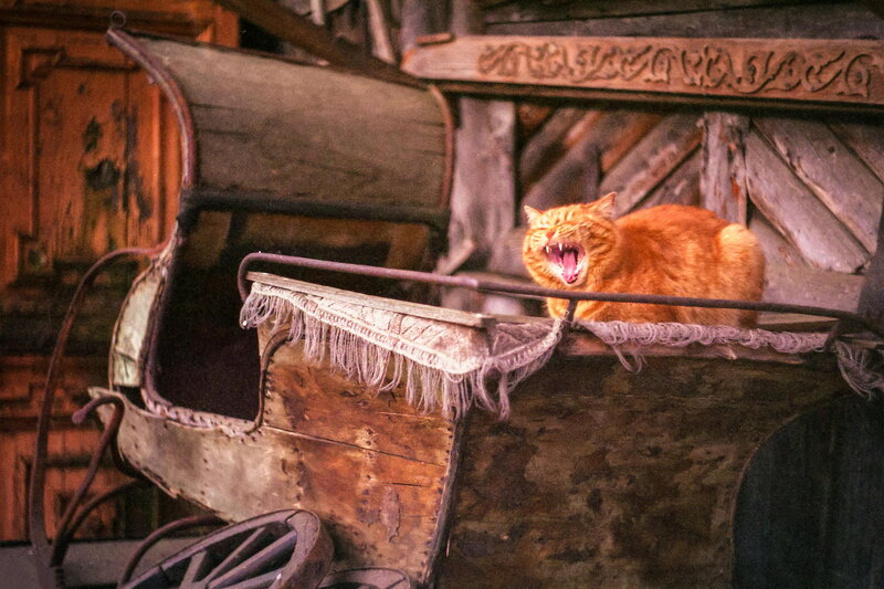 Orange Cat Yawning — Calm, Photograph