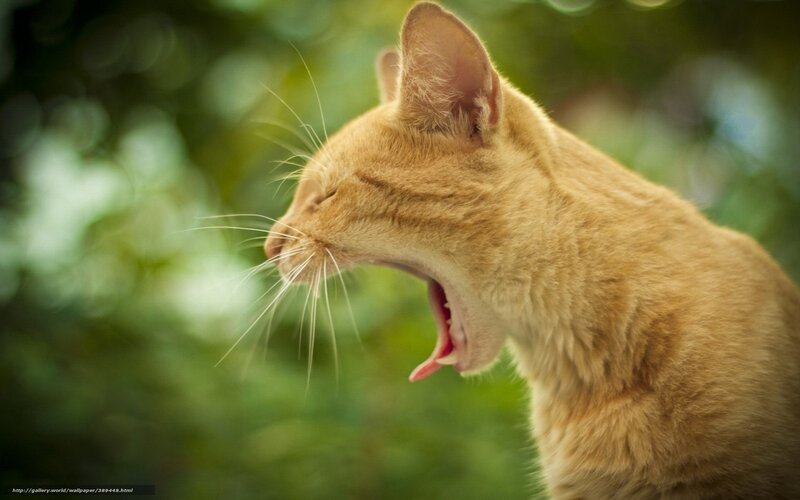 Orange Cat Yawning — Calm, Photograph, Whiskers