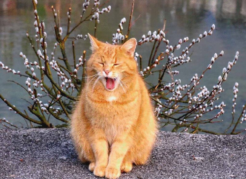 Orange Cat Yawning — Calm, Spring