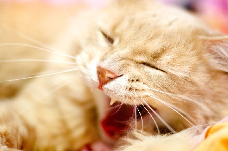 Orange Cat Yawning — Calm