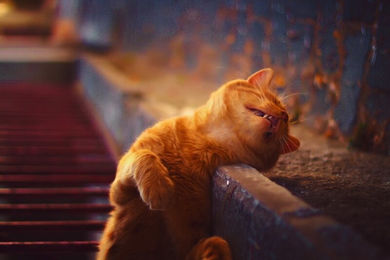 Orange Cat Yawning — Dramatic, Night