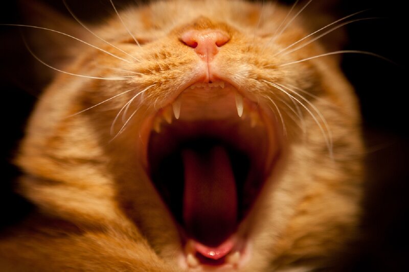 Orange Cat Yawning — Dramatic, Photograph
