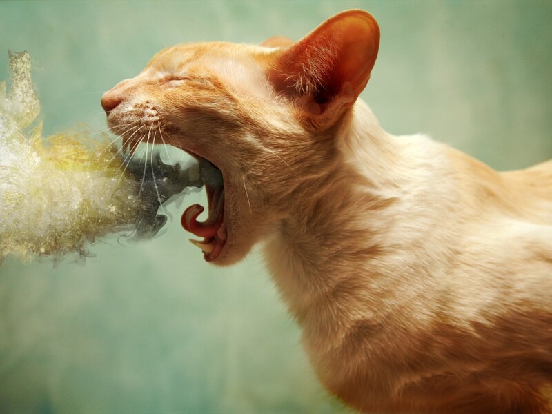 Orange Cat Yawning — Dramatic