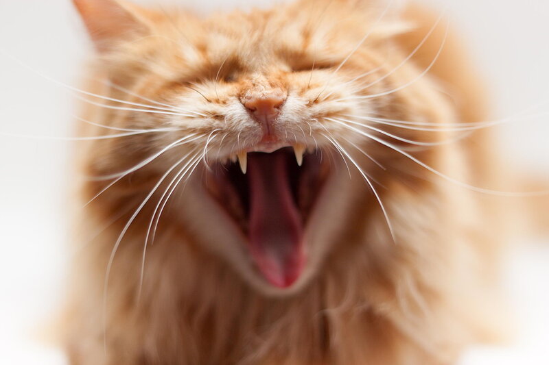 Orange Cat Yawning — Neutral, Photograph