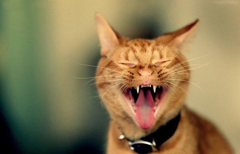 Orange Cat Yawning — Neutral