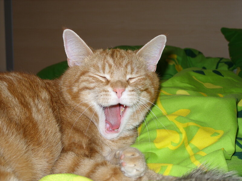 orange cat yawning on green blanket