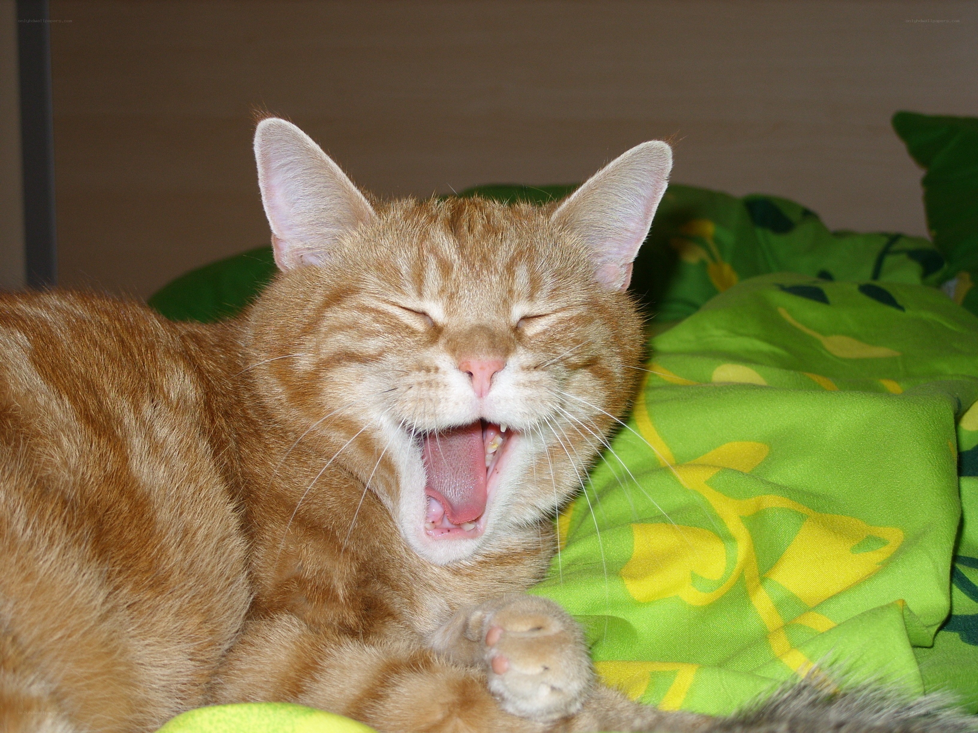 orange cat yawning on green blanket