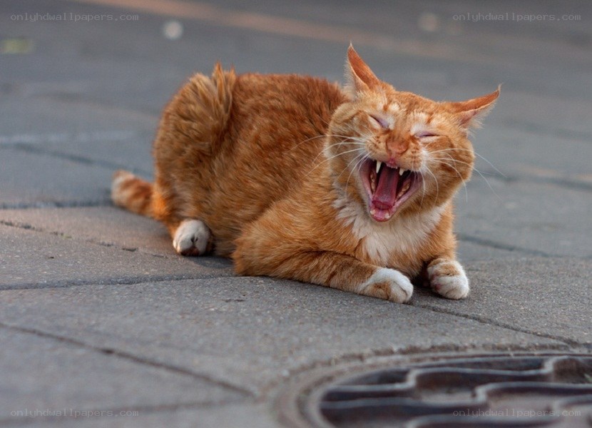 orange cat yawning on pavement