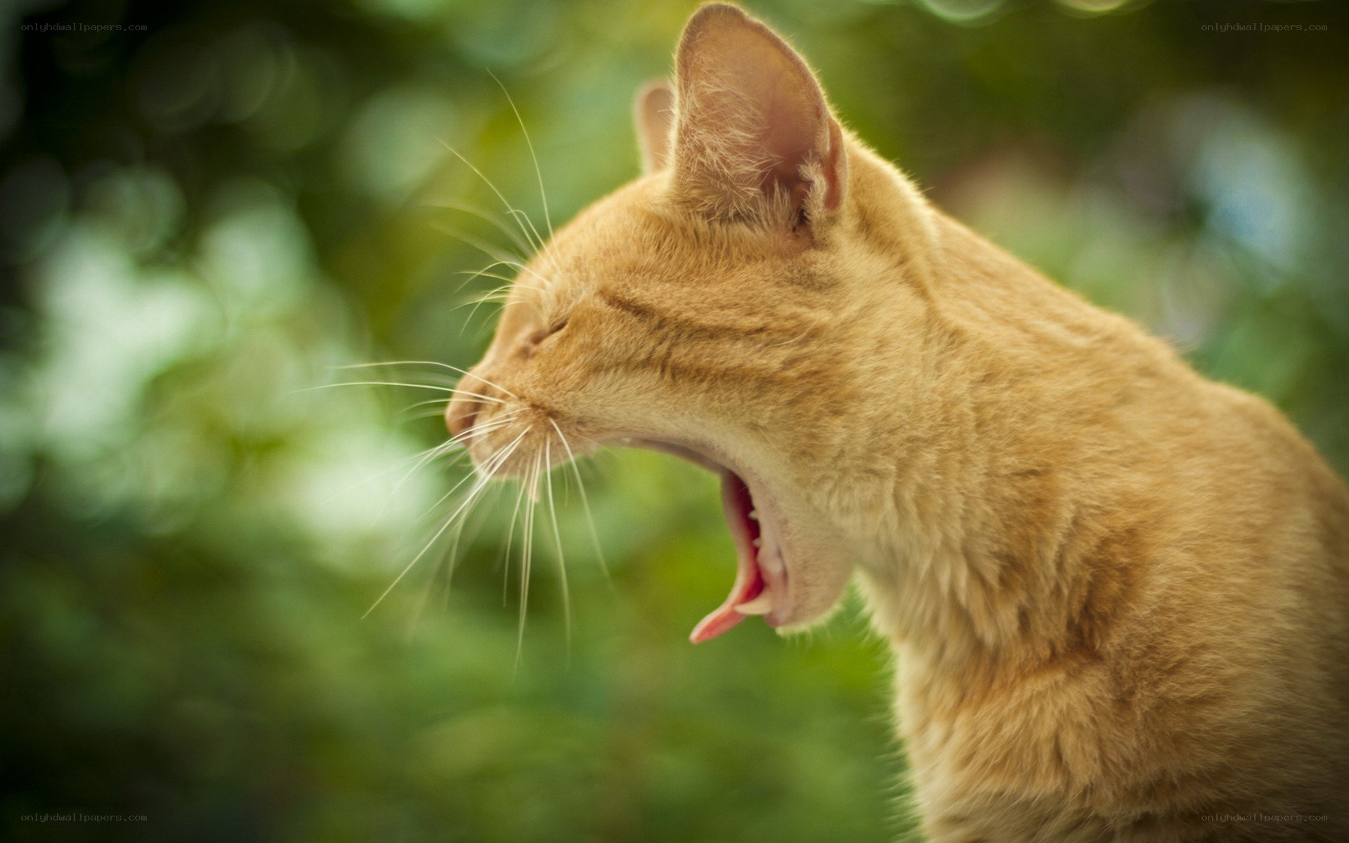 orange cat yawning outdoors