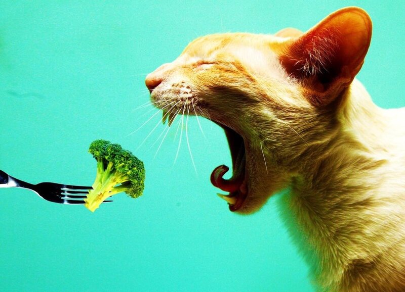 Orange Cat Yawning — Teal