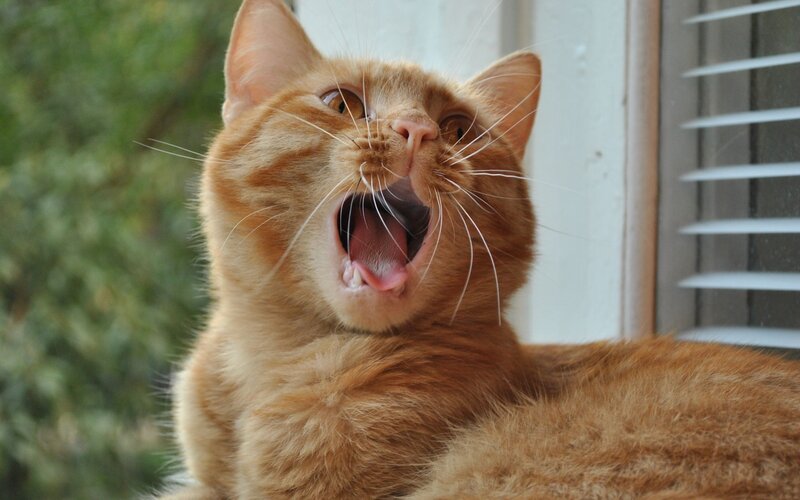 orange cat yawning