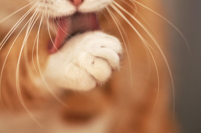 Orange Cat Yawning — White, Calm