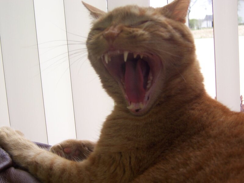 orange cat yawning widely