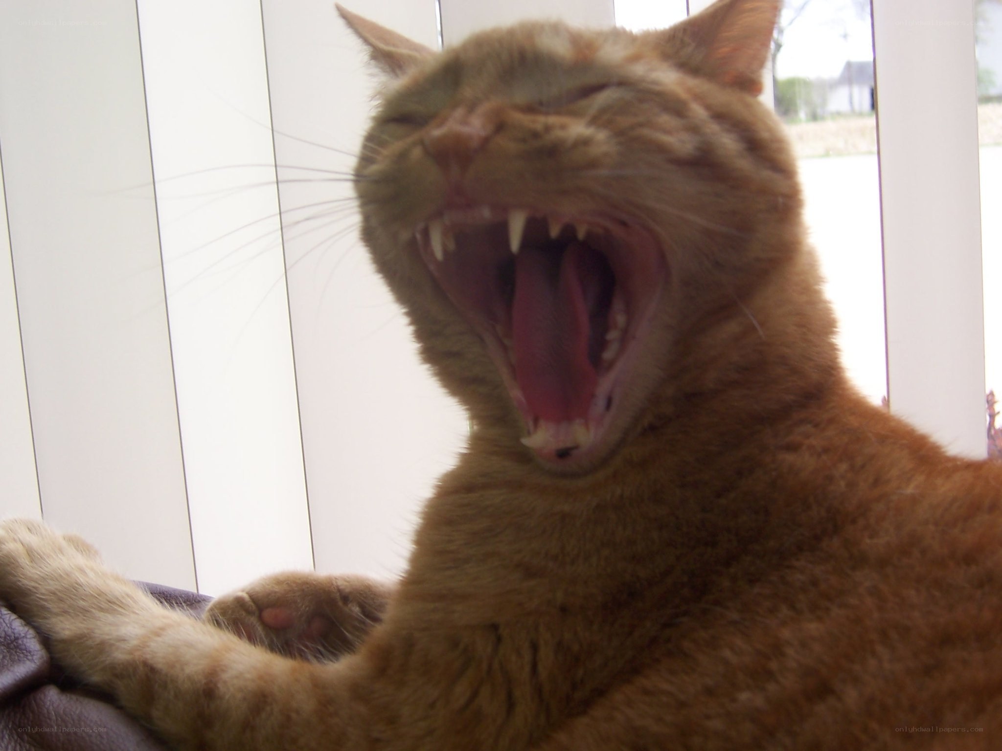 orange cat yawning widely