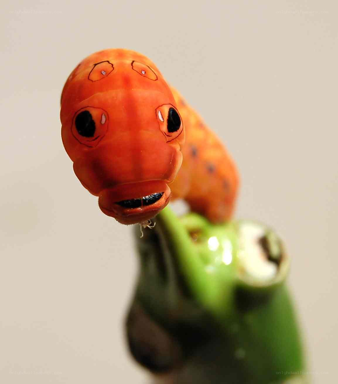 orange caterpillar on green leaf