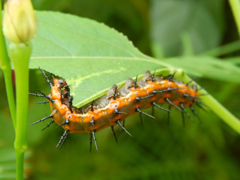 Orange Caterpillar on Leaf — Green, Natural, Afternoon