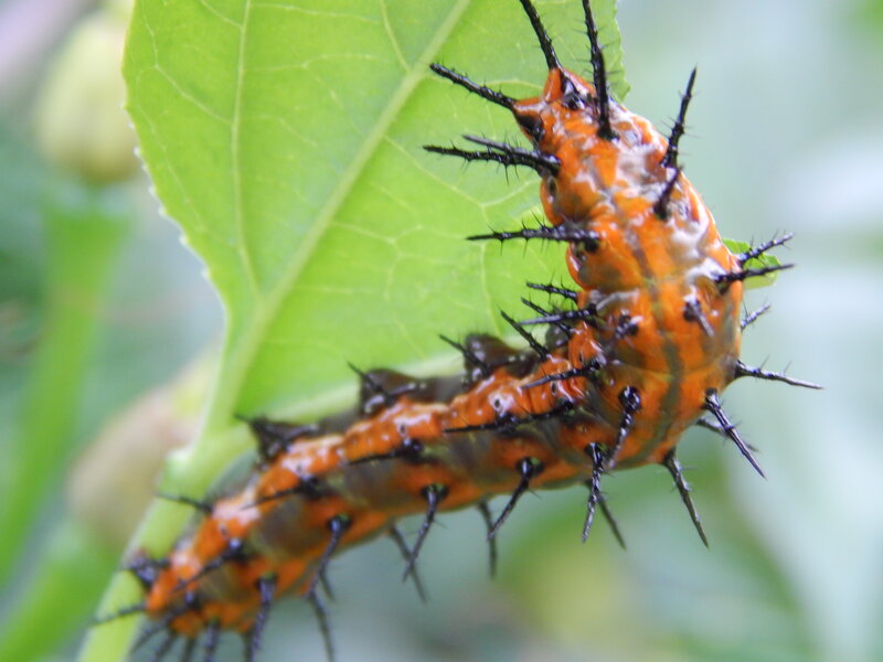 Orange Caterpillar on Leaf — Green, Natural