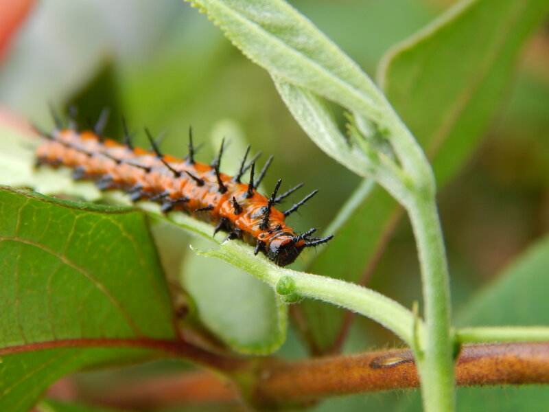 Orange Caterpillar on Leaf — Green