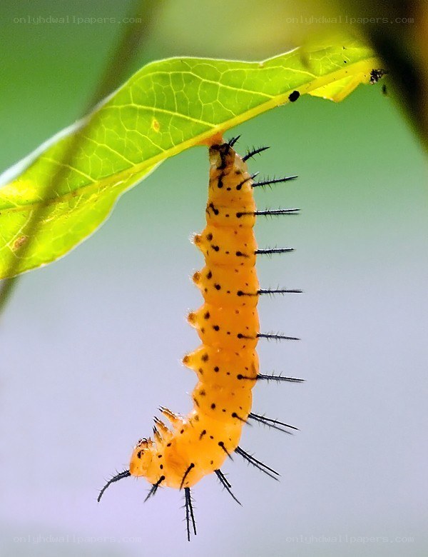 orange caterpillar on leaf