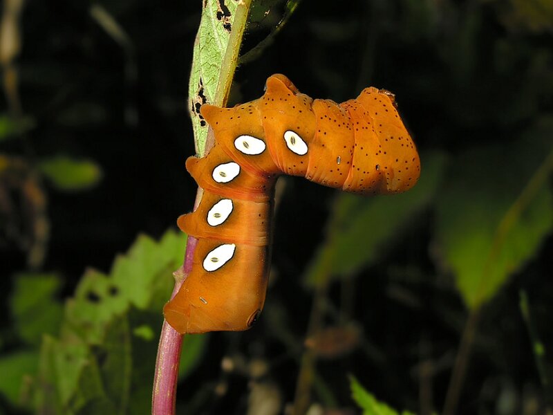Orange Caterpillar on Stem