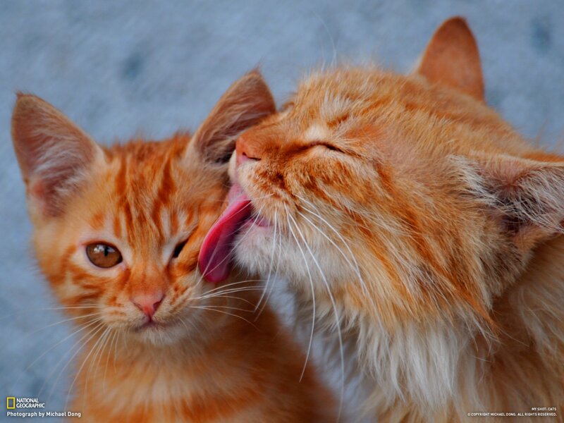 Orange Cats Grooming