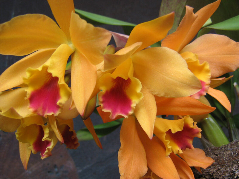 Orange Cattleya Orchids