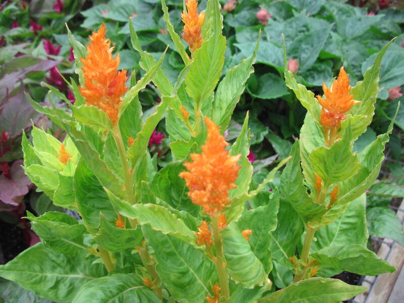 Orange Celosia Flowers — Natural
