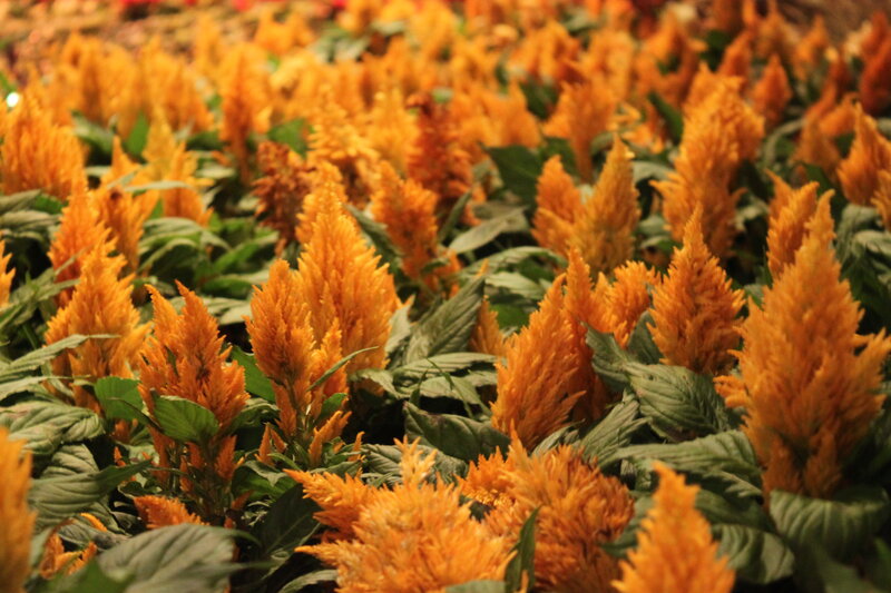 Orange Celosia Flowers