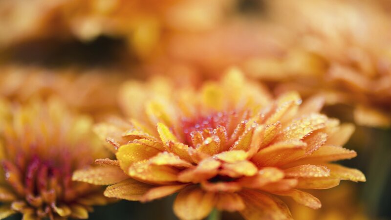 Orange Chrysanthemum Flower — Calm, Autumn