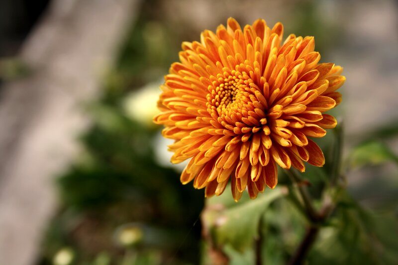 Orange Chrysanthemum Flower — Calm