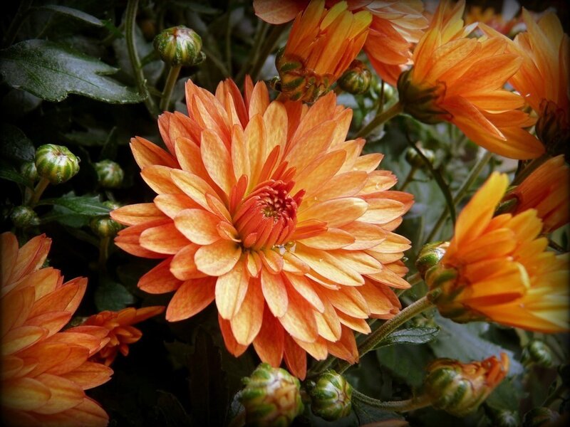 Orange Chrysanthemum Flower — Natural