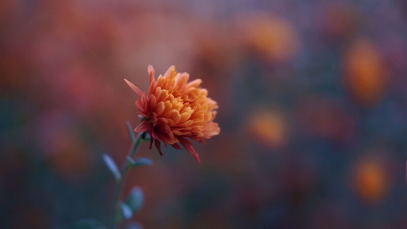 Orange Chrysanthemum Flower — Serene