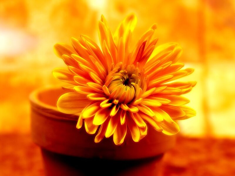 Orange Chrysanthemum Flower