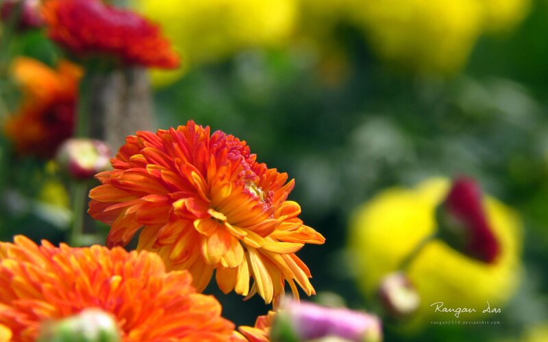 Orange Chrysanthemum Flower — Vibrant, Afternoon