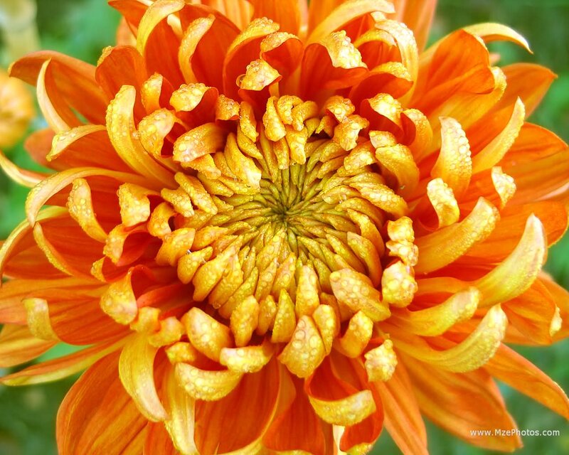 Orange Chrysanthemum Flower — Vibrant