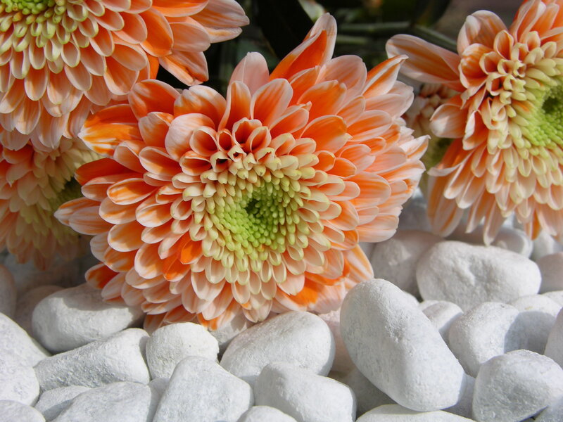 Orange Chrysanthemum Flowers — Calm, Afternoon