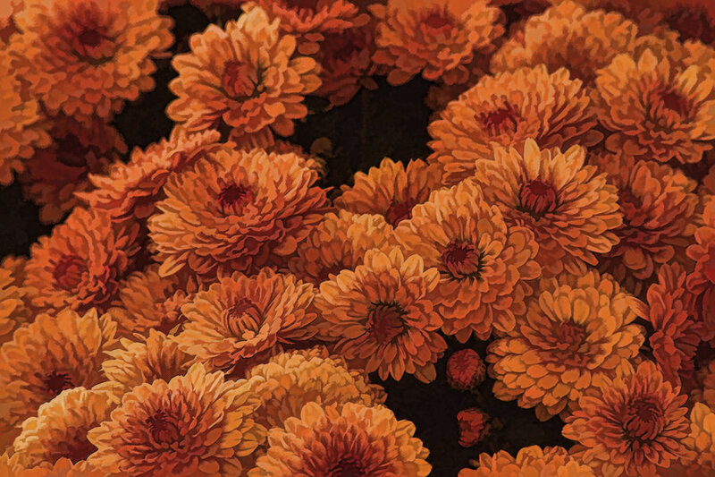 Orange Chrysanthemum Flowers — Calm, Autumn