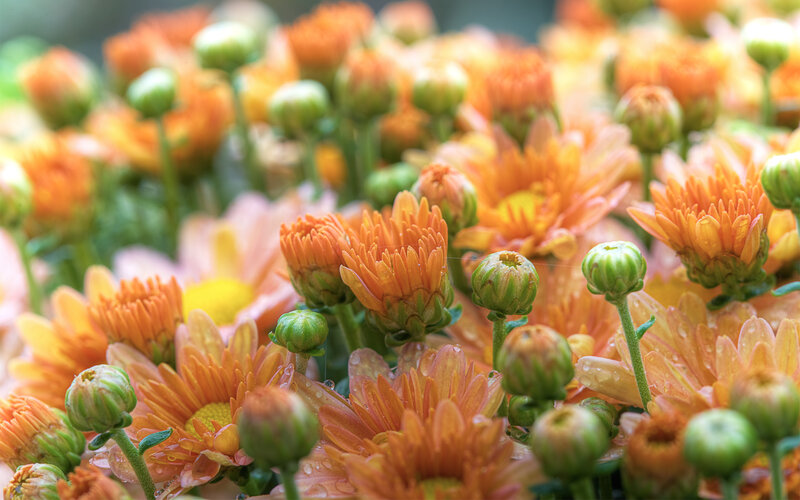 Orange Chrysanthemum Flowers — Calm, Morning