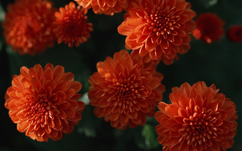 Orange Chrysanthemum Flowers — Calm