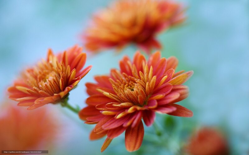 Orange Chrysanthemum Flowers — Serene, Afternoon