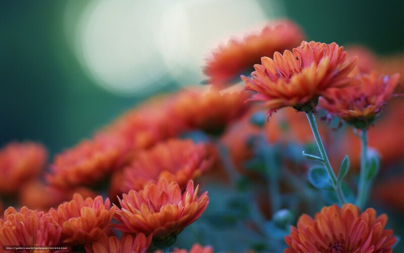 Orange Chrysanthemum Flowers — Serene, Sunset