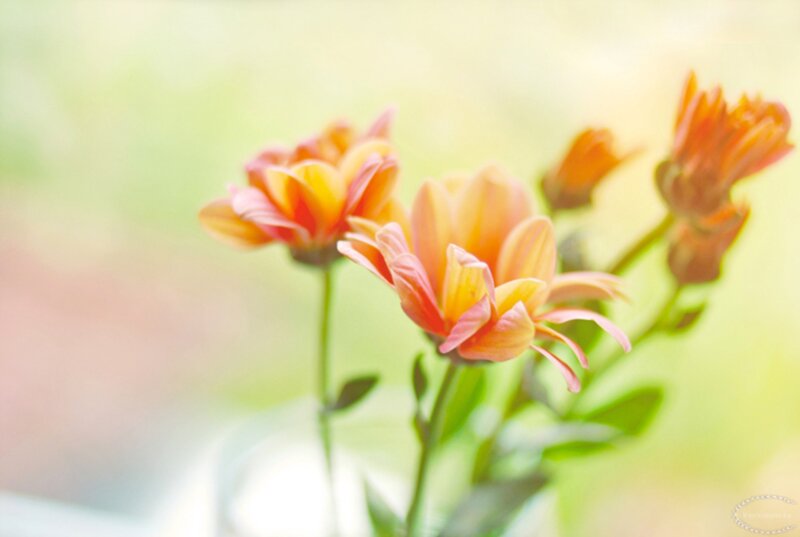 Orange Chrysanthemum Flowers — Serene